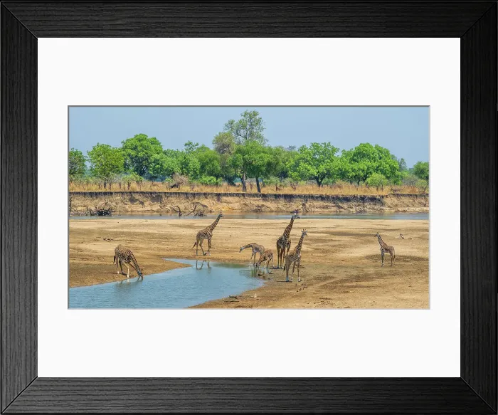 Framed Print : Africa, Zambia, South Luangwa National Park. A group of giraffes in the riverbed Framed Print : Africa, Zambia, South Luangwa National Park. A group of giraffes in the riverbed