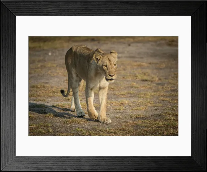 Framed Print : Africa, Zambia, South Luangwa National Park. A lioness preparing for hunt Framed Print : Africa, Zambia, South Luangwa National Park. A lioness preparing for hunt