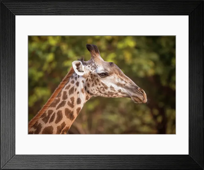 Framed Print : Africa, Zambia, South Luangwa National Park. Close up of a female Thornicroft's Giraffe Framed Print : Africa, Zambia, South Luangwa National Park. Close up of a female Thornicroft's Giraffe