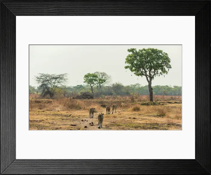 Framed Print : Africa, Zambia, South Luangwa National Park. A group of lionesses preparing for hunt Framed Print : Africa, Zambia, South Luangwa National Park. A group of lionesses preparing for hunt