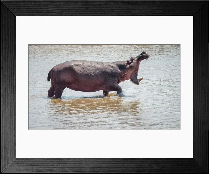 Framed Print : Africa, Zambia, South Luangwa National Park. An angry male hippo Framed Print : Africa, Zambia, South Luangwa National Park. An angry male hippo