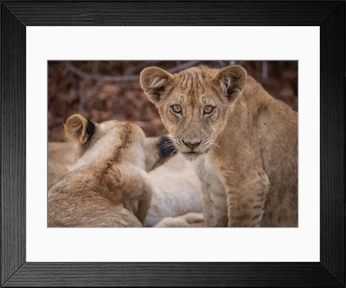Framed Print : Africa, Zambia, South Luangwa National Park. Close up of a young lion in his family Framed Print : Africa, Zambia, South Luangwa National Park. Close up of a young lion in his family