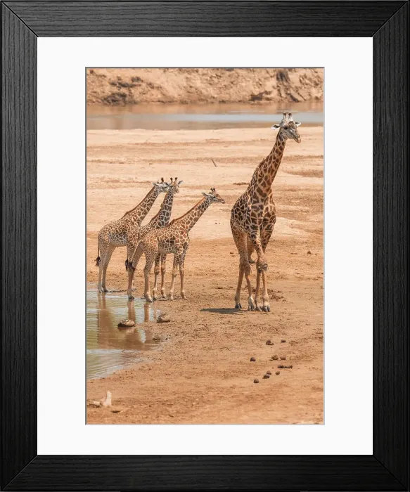 Framed Print : Africa, Zambia, South Luangwa National Park. A group of giraffes in the riverbed Framed Print : Africa, Zambia, South Luangwa National Park. A group of giraffes in the riverbed