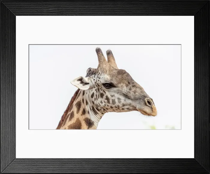 Framed Print : Africa, Zambia, South Luangwa National Park. Close up of a male Thornicroft's Giraffe Framed Print : Africa, Zambia, South Luangwa National Park. Close up of a male Thornicroft's Giraffe