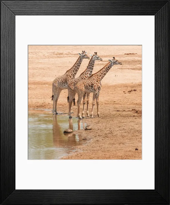 Framed Print : Africa, Zambia, South Luangwa National Park. A group of giraffe calves in the riverbed Framed Print : Africa, Zambia, South Luangwa National Park. A group of giraffe calves in the riverbed