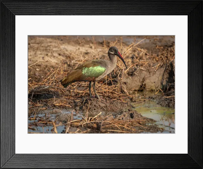 Framed Print : Africa, Zambia, South Luangwa National Park. Close up of a Hadeda Ibis Framed Print : Africa, Zambia, South Luangwa National Park. Close up of a Hadeda Ibis
