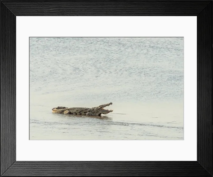 Framed Print : Africa, Zambia, South Luangwa National Park. A big crocodile sleeping open mouthed in the Luangwa river Framed Print : Africa, Zambia, South Luangwa National Park. A big crocodile sleeping open mouthed in the Luangwa river