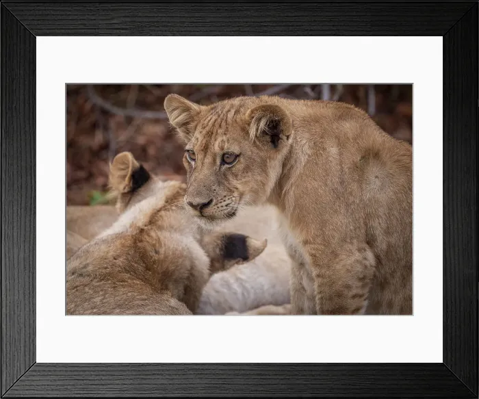 Framed Print : Africa, Zambia, South Luangwa National Park. Close up of a young lion in his family Framed Print : Africa, Zambia, South Luangwa National Park. Close up of a young lion in his family
