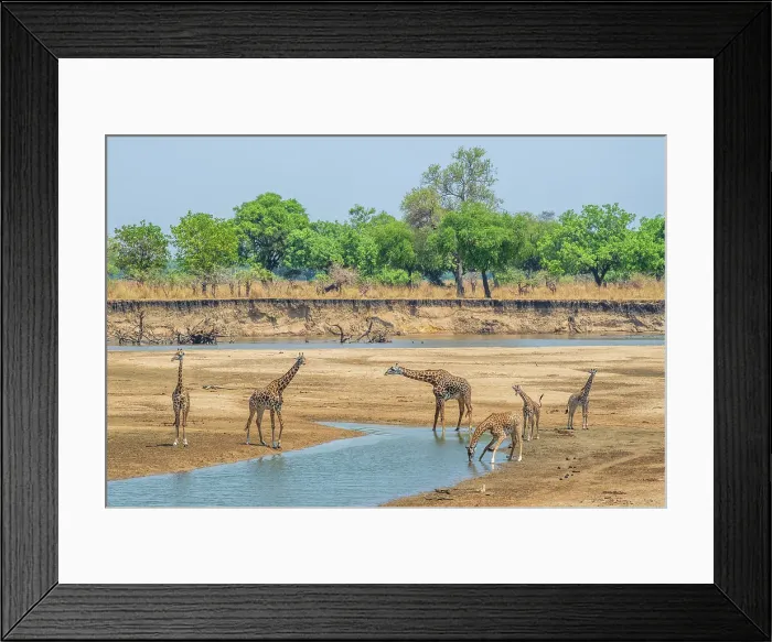 Framed Print : Africa, Zambia, South Luangwa National Park. A group of giraffes in the riverbed Framed Print : Africa, Zambia, South Luangwa National Park. A group of giraffes in the riverbed