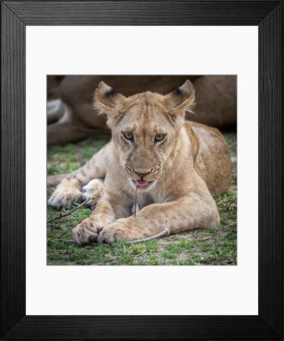 Framed Print : Africa, Zambia, South Luangwa National Park. Close up of a young lion playing with a stick Framed Print : Africa, Zambia, South Luangwa National Park. Close up of a young lion playing with a stick