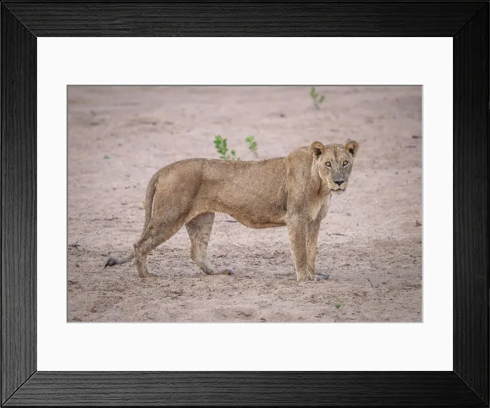 Framed Print : Africa, Zambia, North Luangwa. A wet lioness after having crossed the Luangwa river swimming Framed Print : Africa, Zambia, North Luangwa. A wet lioness after having crossed the Luangwa river swimming