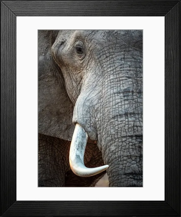 Framed Print : Africa, Zambia, South Luangwa National Park. Close up of an elephant