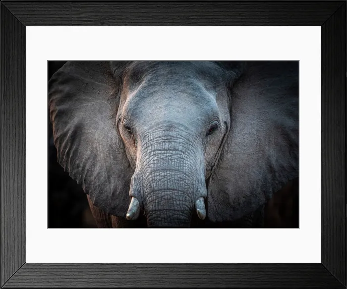 Framed Print : Africa, Zambia, South Luangwa National Park. Close up of an elephant Framed Print : Africa, Zambia, South Luangwa National Park. Close up of an elephant