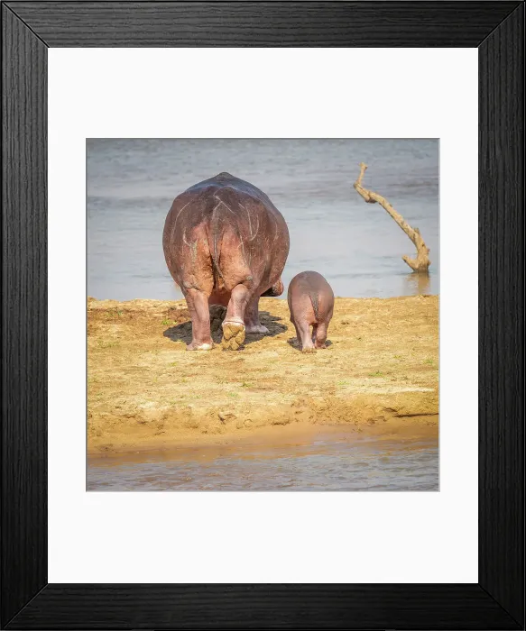 Framed Print : Africa, Zambia, South Luangwa National Park. A hippo mother and baby going into the river Framed Print : Africa, Zambia, South Luangwa National Park. A hippo mother and baby going into the river