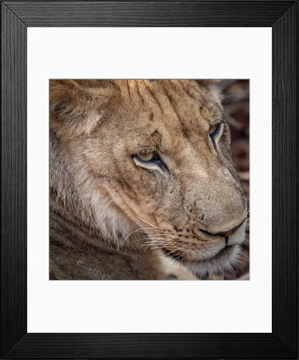 Framed Print : africa, Zambia, South Luangwa National Park. Portrait of a lion Framed Print : africa, Zambia, South Luangwa National Park. Portrait of a lion