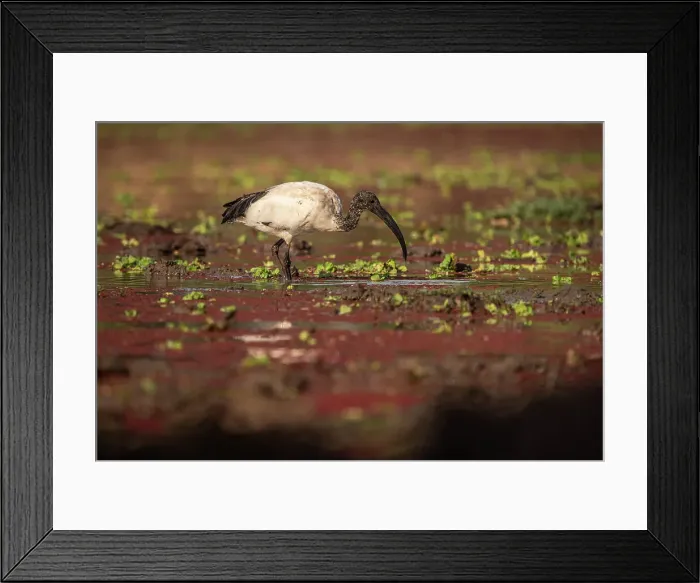 Framed Print : Africa, Zambia, South Luangwa National Park. African sacred Ibis feeding in the swamp Framed Print : Africa, Zambia, South Luangwa National Park. African sacred Ibis feeding in the swamp