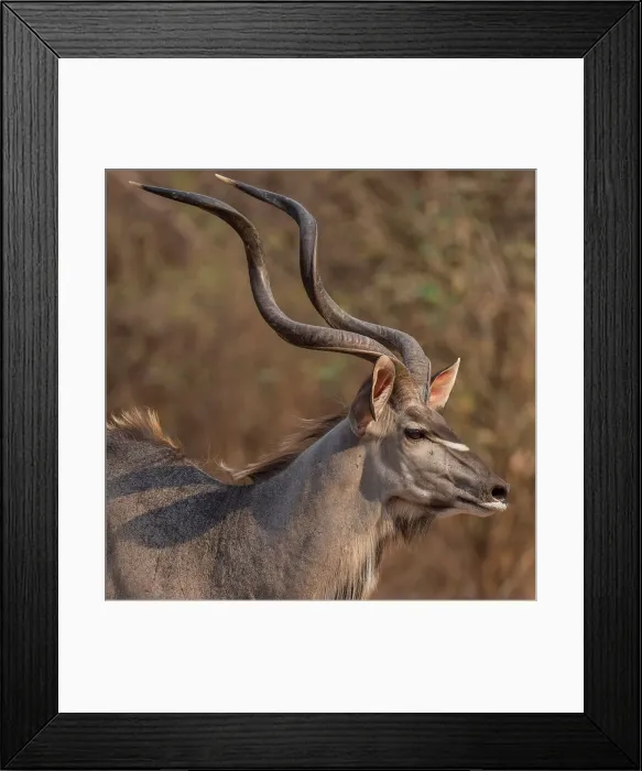 Framed Print : africa, Zambia, South Luangwa National Park. a beautiful male kudu Framed Print : africa, Zambia, South Luangwa National Park. a beautiful male kudu