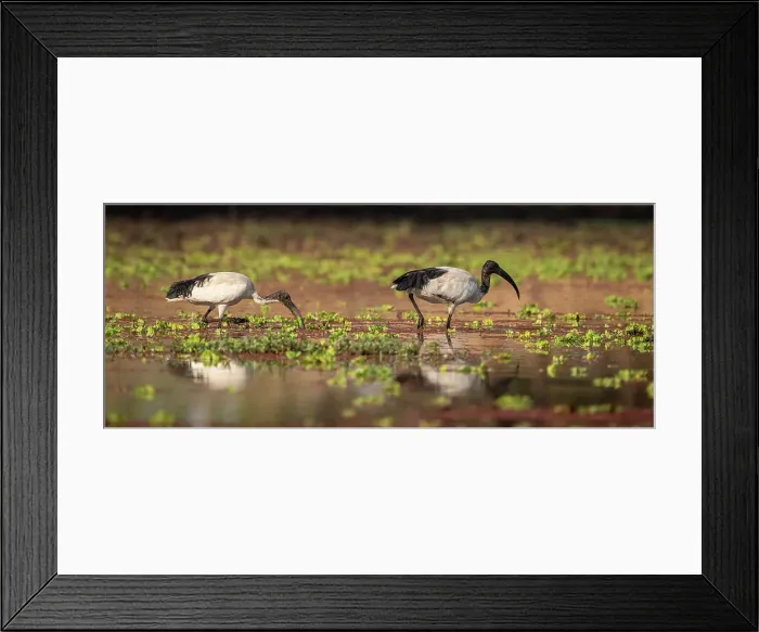 Framed Print : Africa, Zambia, South Luangwa National Park. African sacred Ibis feeding in the swamp Framed Print : Africa, Zambia, South Luangwa National Park. African sacred Ibis feeding in the swamp