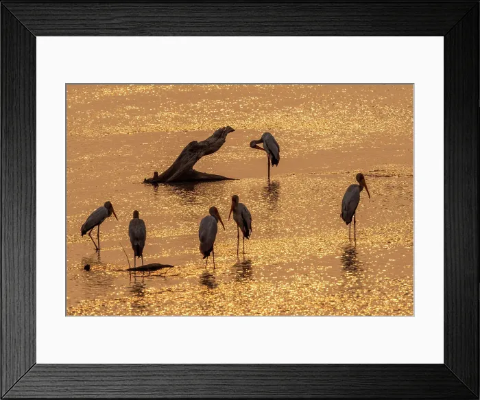 Framed Print : africa, Zambia, South Luangwa National Park. Some marabou storks at sunset in the Luangwa River Framed Print : africa, Zambia, South Luangwa National Park. Some marabou storks at sunset in the Luangwa River