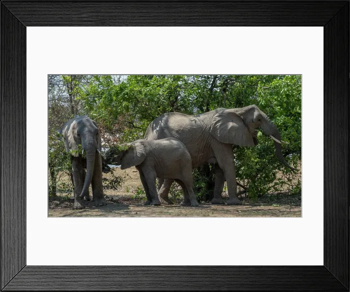 Framed Print : Africa, Zambia, South Luangwa National Park. An elephant family feeding on trees Framed Print : Africa, Zambia, South Luangwa National Park. An elephant family feeding on trees