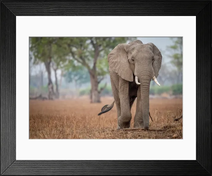 Framed Print : africa, Zambia, South Luangwa National Park. A beautiful elephant walking Framed Print : africa, Zambia, South Luangwa National Park. A beautiful elephant walking