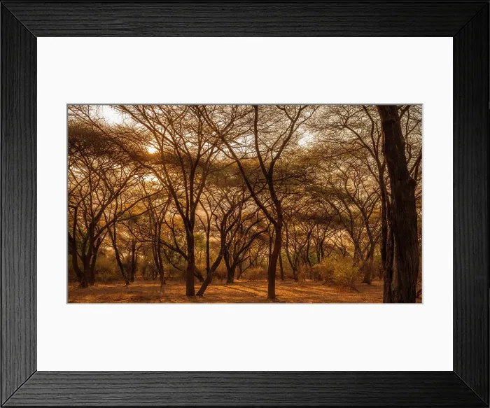 Framed Print : Africa, Zambia, North Luangwa. A forest of umbrella acacias at sunset Framed Print : Africa, Zambia, North Luangwa. A forest of umbrella acacias at sunset
