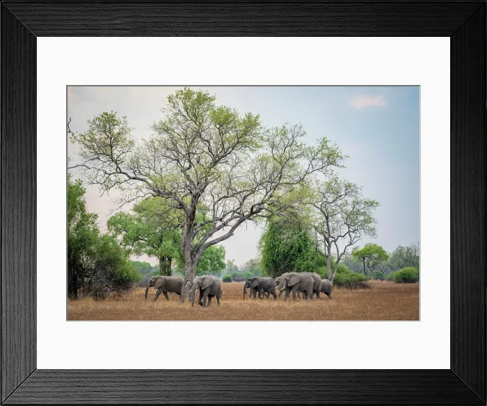 Framed Print : africa, Zambia, South Luangwa National Park. An elephant family walking in the landscape of the Park Framed Print : africa, Zambia, South Luangwa National Park. An elephant family walking in the landscape of the Park