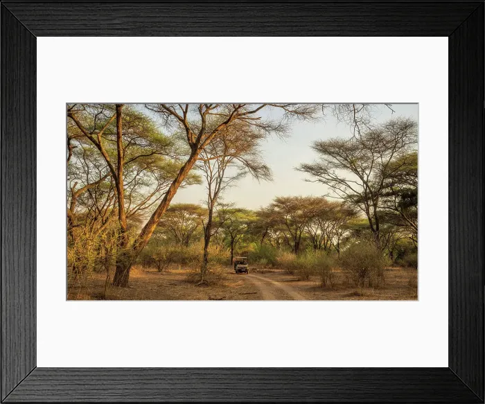 Framed Print : Africa, Zambia, North Luangwa National Park. An open safari vehicle driving through a forest of umbrella acacias at sunset Framed Print : Africa, Zambia, North Luangwa National Park. An open safari vehicle driving through a forest of umbrella acacias at sunset