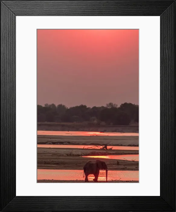 Framed Print : Africa, Zambia, South Luangwa National Park. A male lone elephant walking on the riverbed of the Luangwa River at sunset Framed Print : Africa, Zambia, South Luangwa National Park. A male lone elephant walking on the riverbed of the Luangwa River at sunset