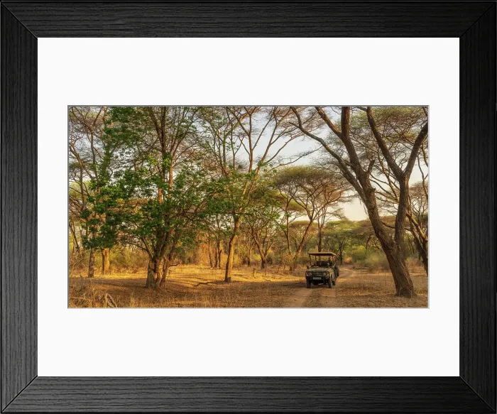 Framed Print : Africa, Zambia, North Luangwa National Park. An open safari vehicle driving through a forest of umbrella acacias at sunset Framed Print : Africa, Zambia, North Luangwa National Park. An open safari vehicle driving through a forest of umbrella acacias at sunset