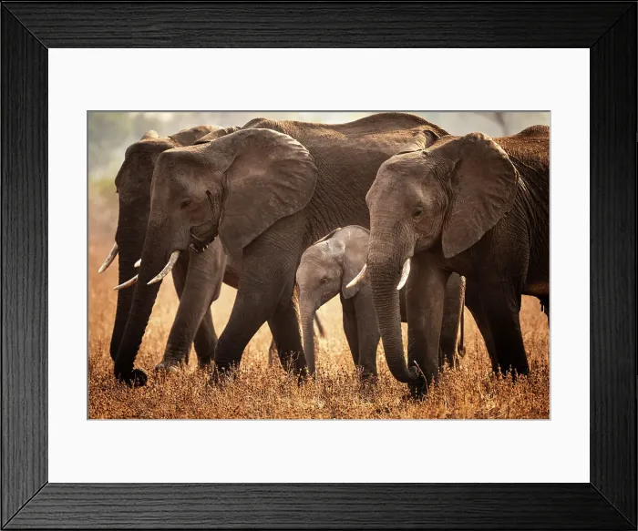 Framed Print : africa, Zambia, South Luangwa National Park. An elephant family walking in the afternoon light
