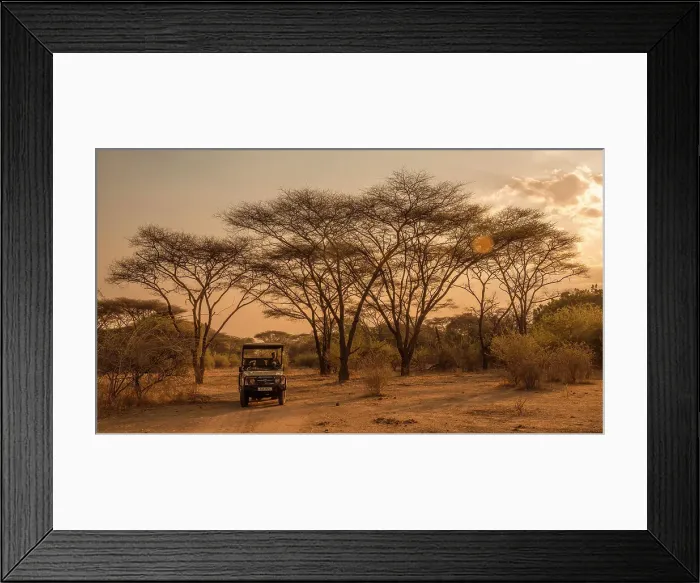Framed Print : Africa, Zambia, North Luangwa National Park. An open safari vehicle driving through a forest of umbrella acacias at sunset Framed Print : Africa, Zambia, North Luangwa National Park. An open safari vehicle driving through a forest of umbrella acacias at sunset