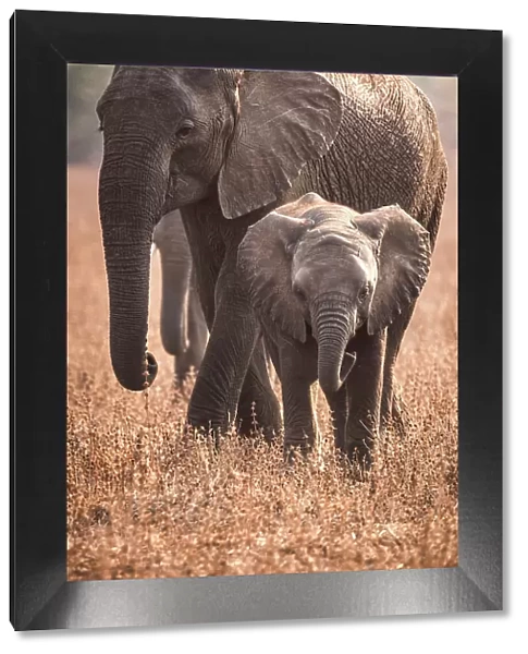 africa, Zambia, South Luangwa National Park. An elephant family walking in the afternoon light