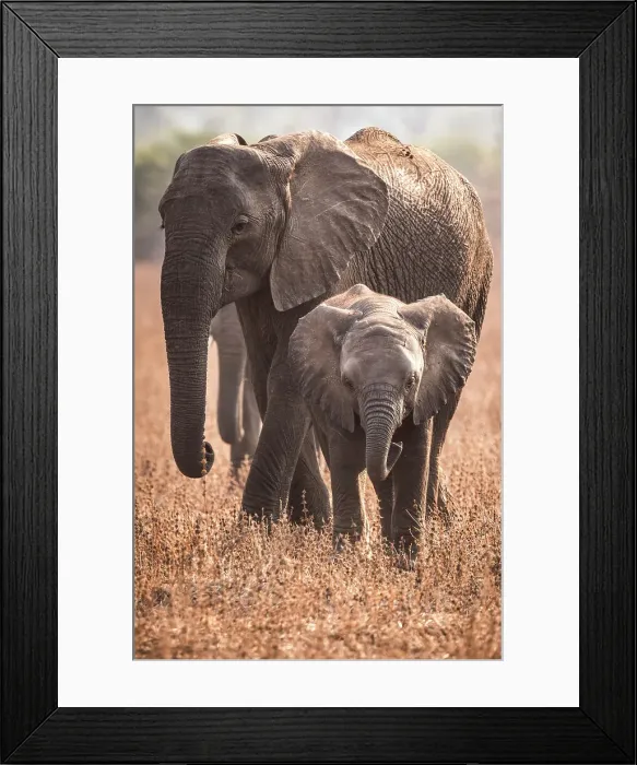 Framed Print : africa, Zambia, South Luangwa National Park. An elephant family walking in the afternoon light Framed Print : africa, Zambia, South Luangwa National Park. An elephant family walking in the afternoon light