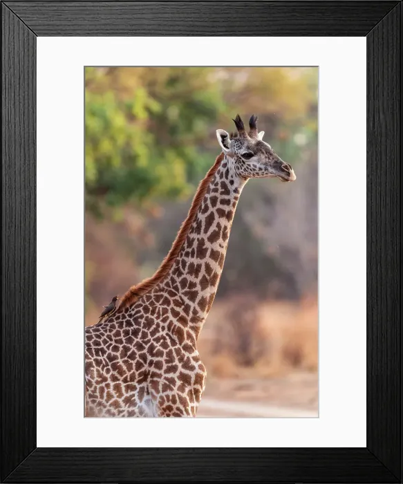 Framed Print : Africa, Zambia, South Luangwa National Park. a female Thornicroft's Giraffe Framed Print : Africa, Zambia, South Luangwa National Park. a female Thornicroft's Giraffe