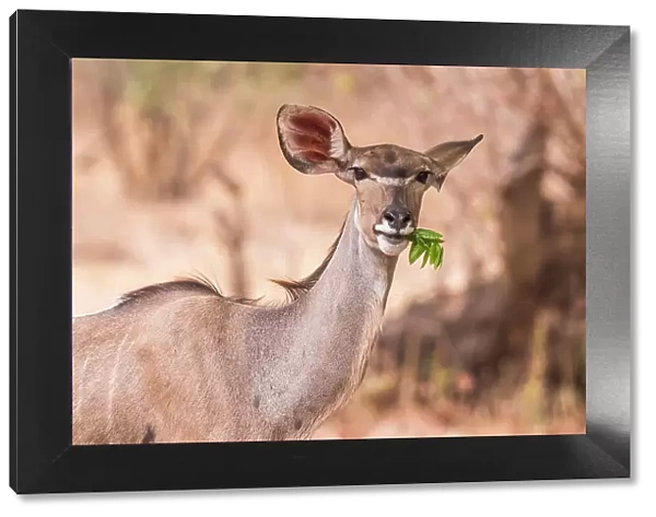 Africa, Zambia, North Luangwa National Park. A greater Kudu female feeding on some leaves