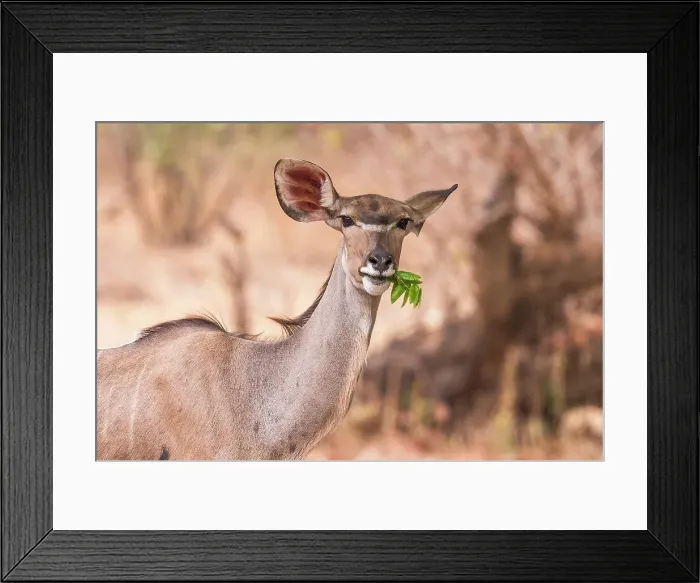 Framed Print : Africa, Zambia, North Luangwa National Park. A greater Kudu female feeding on some leaves Framed Print : Africa, Zambia, North Luangwa National Park. A greater Kudu female feeding on some leaves