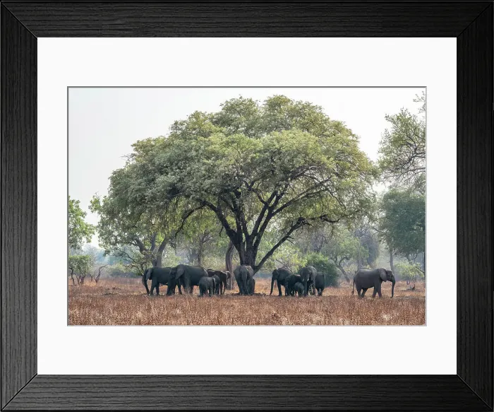 Framed Print : africa, Zambia, South Luangwa National Park. An elephant family walking in the afternoon light Framed Print : africa, Zambia, South Luangwa National Park. An elephant family walking in the afternoon light