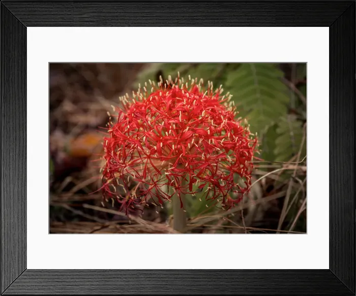 Framed Print : Africa, Zambia, Northern Zambia, Mutinondo Wilderness. A fireball lily in the forest Framed Print : Africa, Zambia, Northern Zambia, Mutinondo Wilderness. A fireball lily in the forest