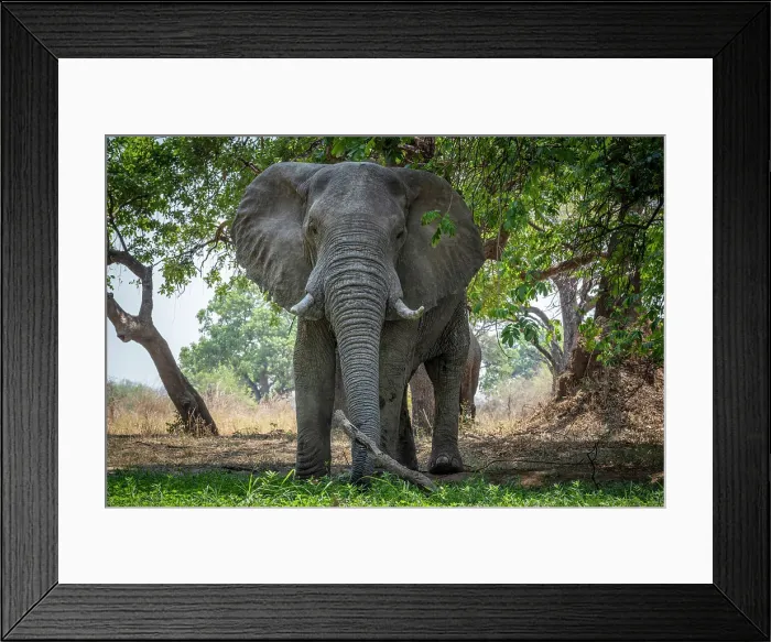 Framed Print : africa, Zambia, South Luangwa National Park. A big elephant on the waterhole Framed Print : africa, Zambia, South Luangwa National Park. A big elephant on the waterhole