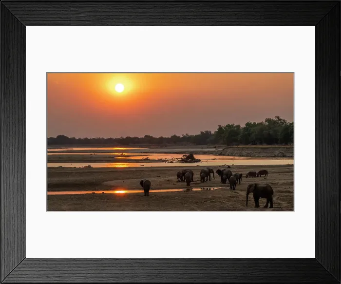 Framed Print : Africa, Zambia, South Luangwa National Park. A group of elephants and some hippos walking on the riverbed of the Luangwa River at sunset Framed Print : Africa, Zambia, South Luangwa National Park. A group of elephants and some hippos walking on the riverbed of the Luangwa River at sunset