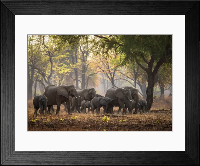 Framed Print : africa, Zambia, South Luangwa National Park. An elephant family with babies walking in the afternoon light in a forest Framed Print : africa, Zambia, South Luangwa National Park. An elephant family with babies walking in the afternoon light in a forest