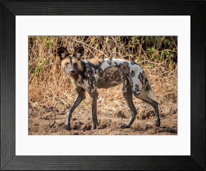 Framed Print : africa, Zambia, South Luangwa National Park. An African wild dog on the hunt near to Tafika Framed Print : africa, Zambia, South Luangwa National Park. An African wild dog on the hunt near to Tafika