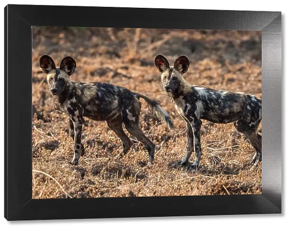 africa, Zambia, South Luangwa National Park. African wild dogs on the hunt near to Tafika
