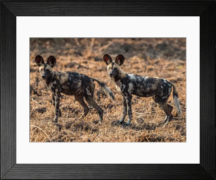 Framed Print : africa, Zambia, South Luangwa National Park. African wild dogs on the hunt near to Tafika Framed Print : africa, Zambia, South Luangwa National Park. African wild dogs on the hunt near to Tafika