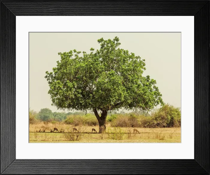 Framed Print : africa, Zambia, South Luangwa National Park. A herd of Impala under a sausage tree Framed Print : africa, Zambia, South Luangwa National Park. A herd of Impala under a sausage tree