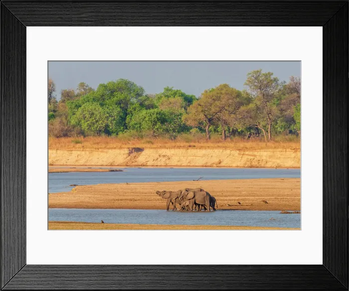 Framed Print : Africa, Zambia, South Luangwa National Park. A group of elephants drinking in the riverbed of the Luangwa River Framed Print : Africa, Zambia, South Luangwa National Park. A group of elephants drinking in the riverbed of the Luangwa River