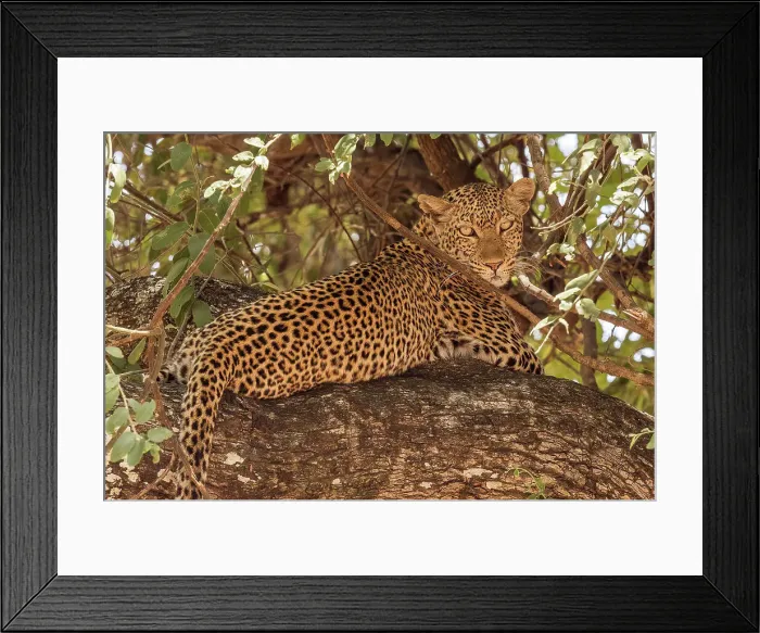 Framed Print : Africa, Zambia, South Luangwa National Park. A portrait of a Leopard in a sausage tree
