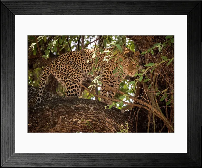 Framed Print : Africa, Zambia, South Luangwa National Park. A puzzled looking Leopard in a sausage tree Framed Print : Africa, Zambia, South Luangwa National Park. A puzzled looking Leopard in a sausage tree