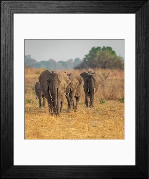 Framed Print : Africa, Zambia, South Luangwa National Park. A group of elephants walking towards the river to drink Framed Print : Africa, Zambia, South Luangwa National Park. A group of elephants walking towards the river to drink